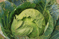 cabbage close up 