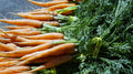 A close-up of fresh carrots with bright green tops, bundled with yellow paper bands, arranged on a dark surface.