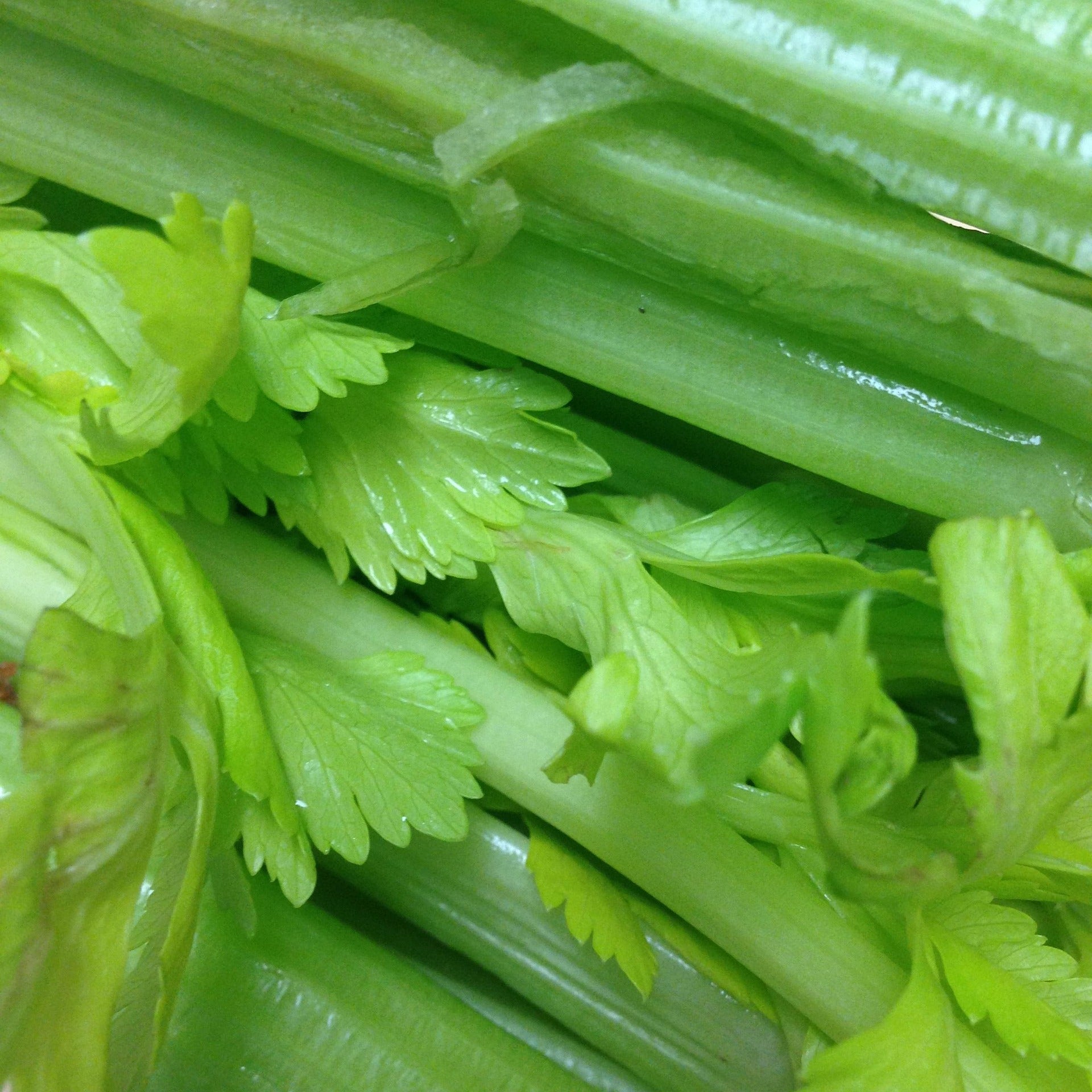 A close-up shot of fresh green celery stalks and leaves, showing their crisp texture and vibrant green color.