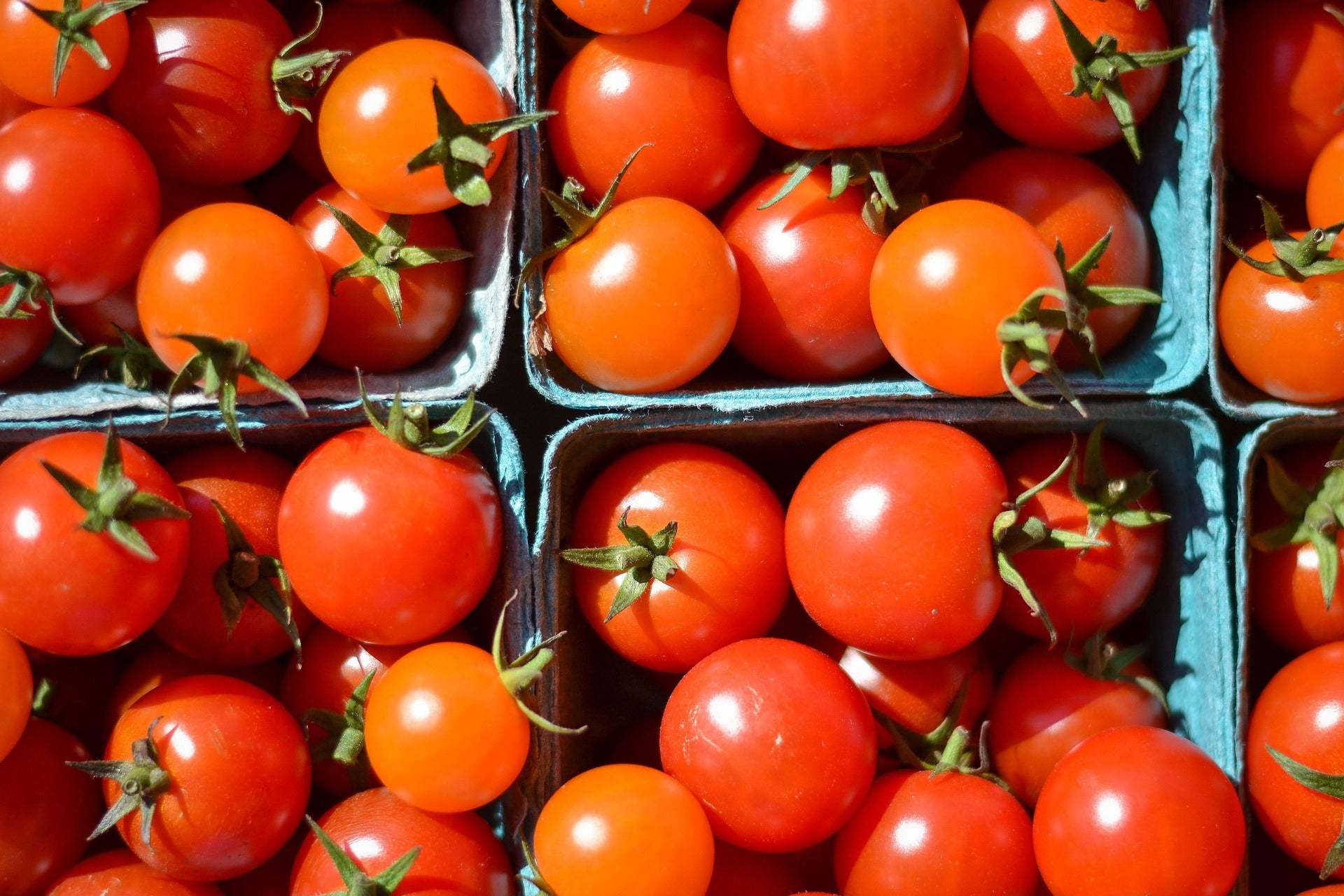 cherry tomatoes in boxes