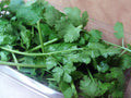 Fresh green cilantro (coriander) leaves on a clear plastic container