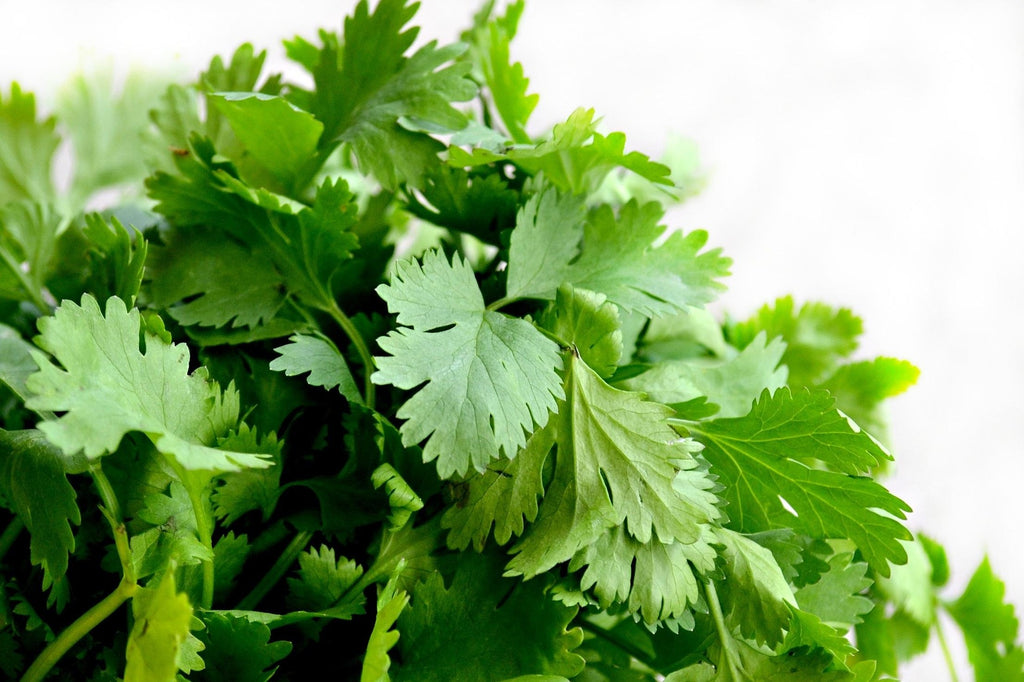Close-up of fresh green cilantro leaves on a white background