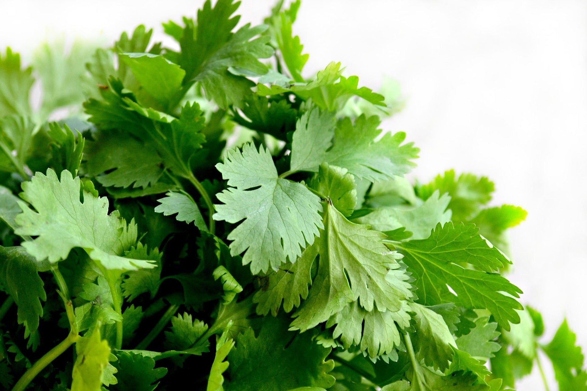 Close-up of fresh green cilantro leaves on a white background