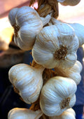 Close-up of several hanging garlic bulbs with pale ivory-white skins and tan dried stems, photographed against a softly blurred warm-toned background.