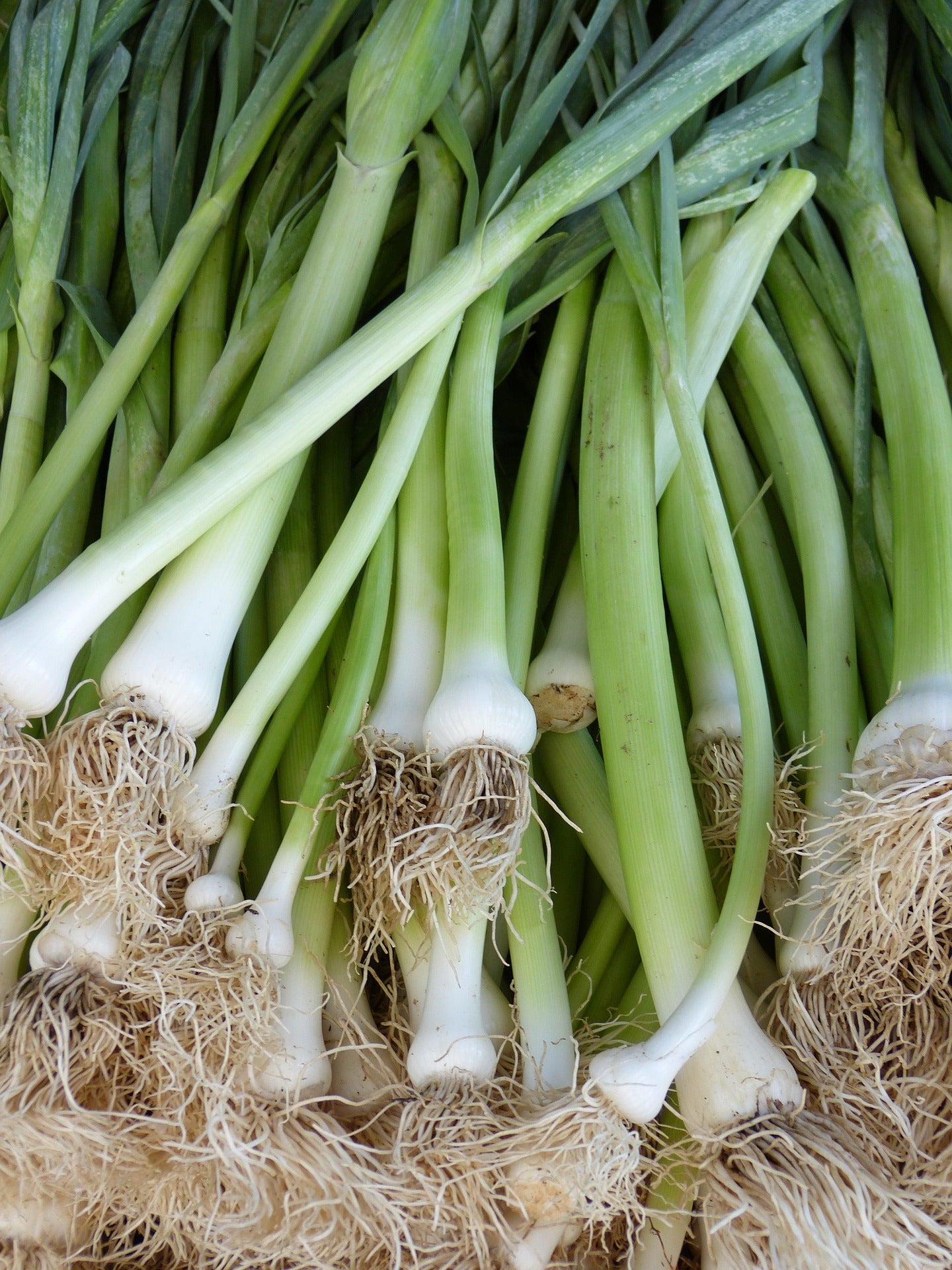 close up of leeks