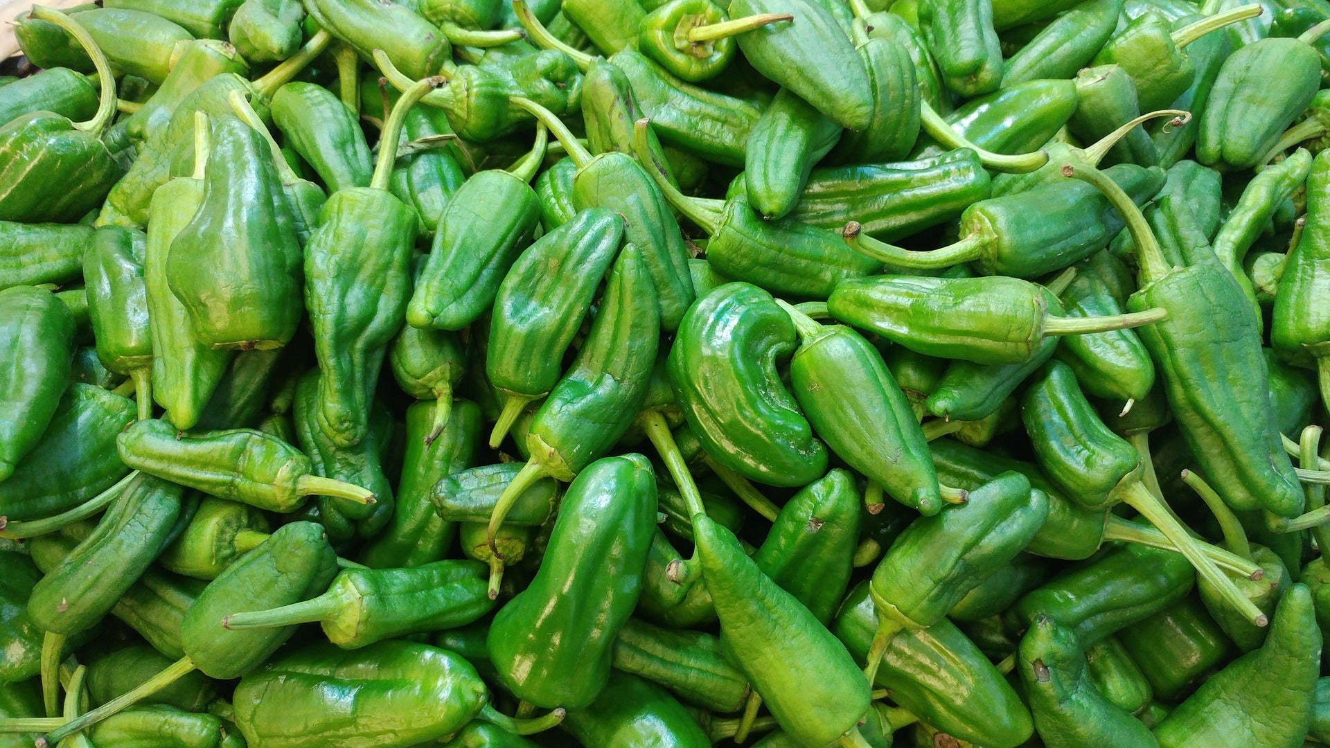 close up of many padron peppers
