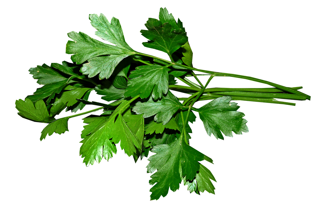A bunch of fresh green parsley with leafy fronds and stems, isolated on a plain white background.