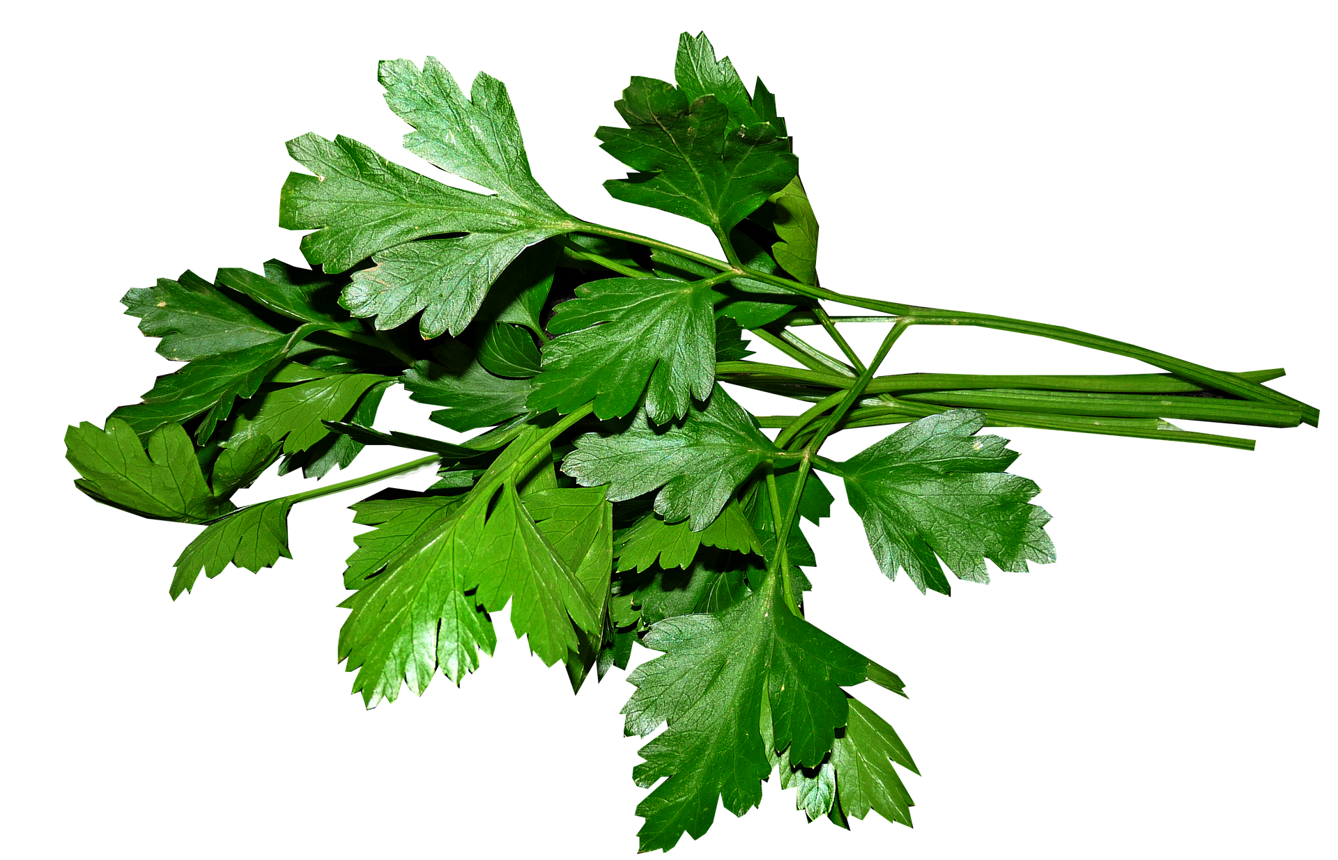 A bunch of fresh green parsley with leafy fronds and stems, isolated on a plain white background.