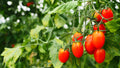 pear tomatoes on a vine