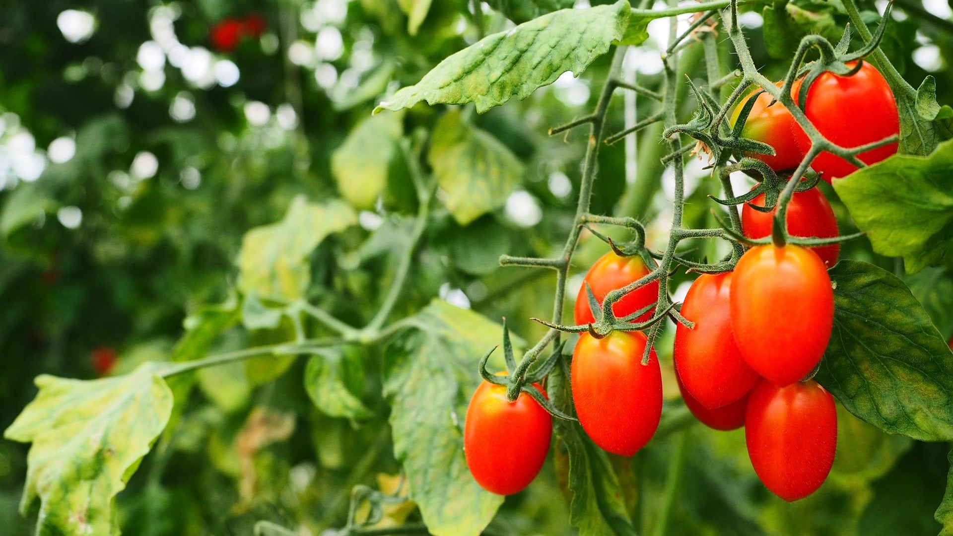 pear tomatoes on a vine