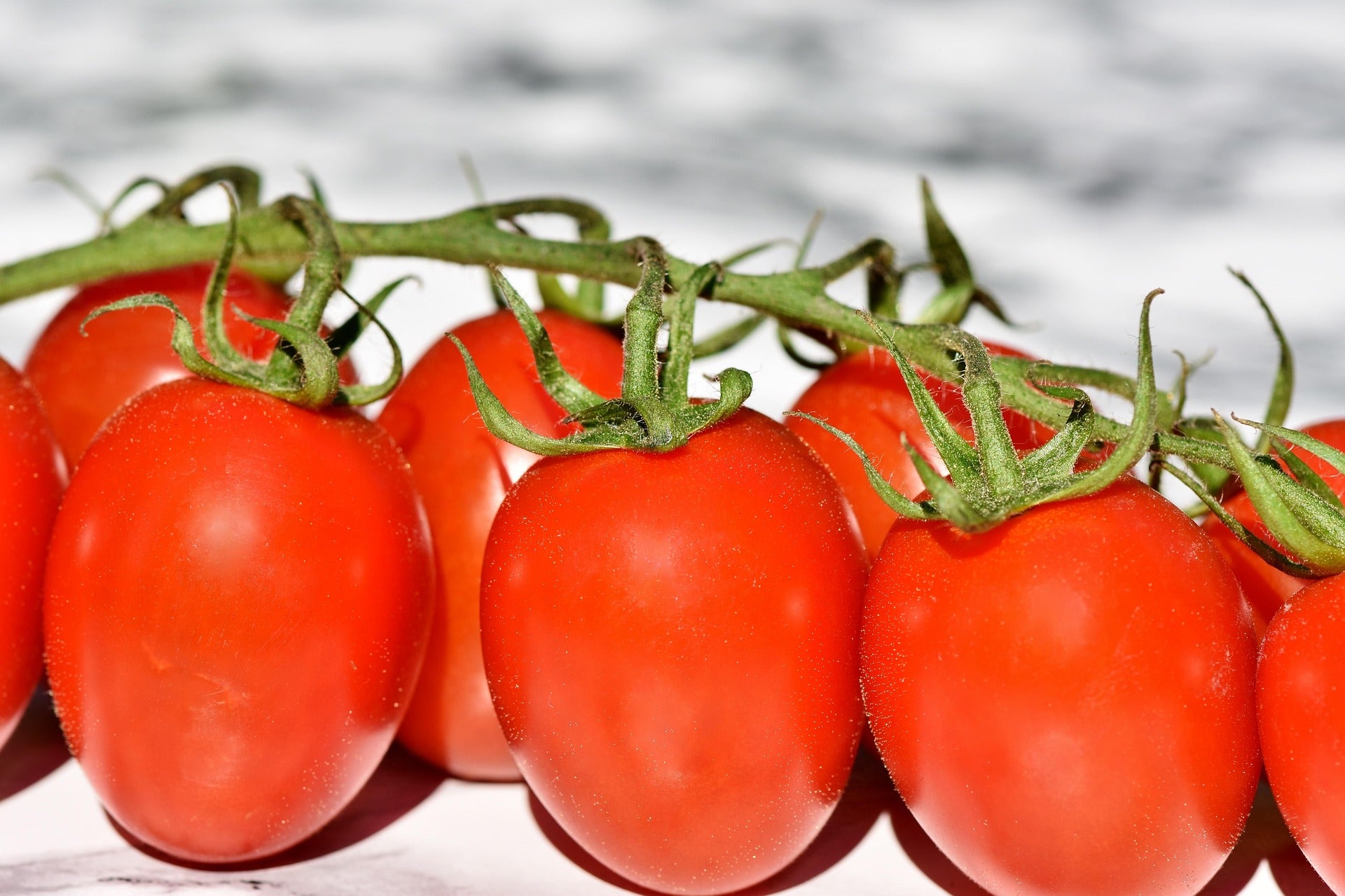 Red tomatoes on a vine with a blurred background