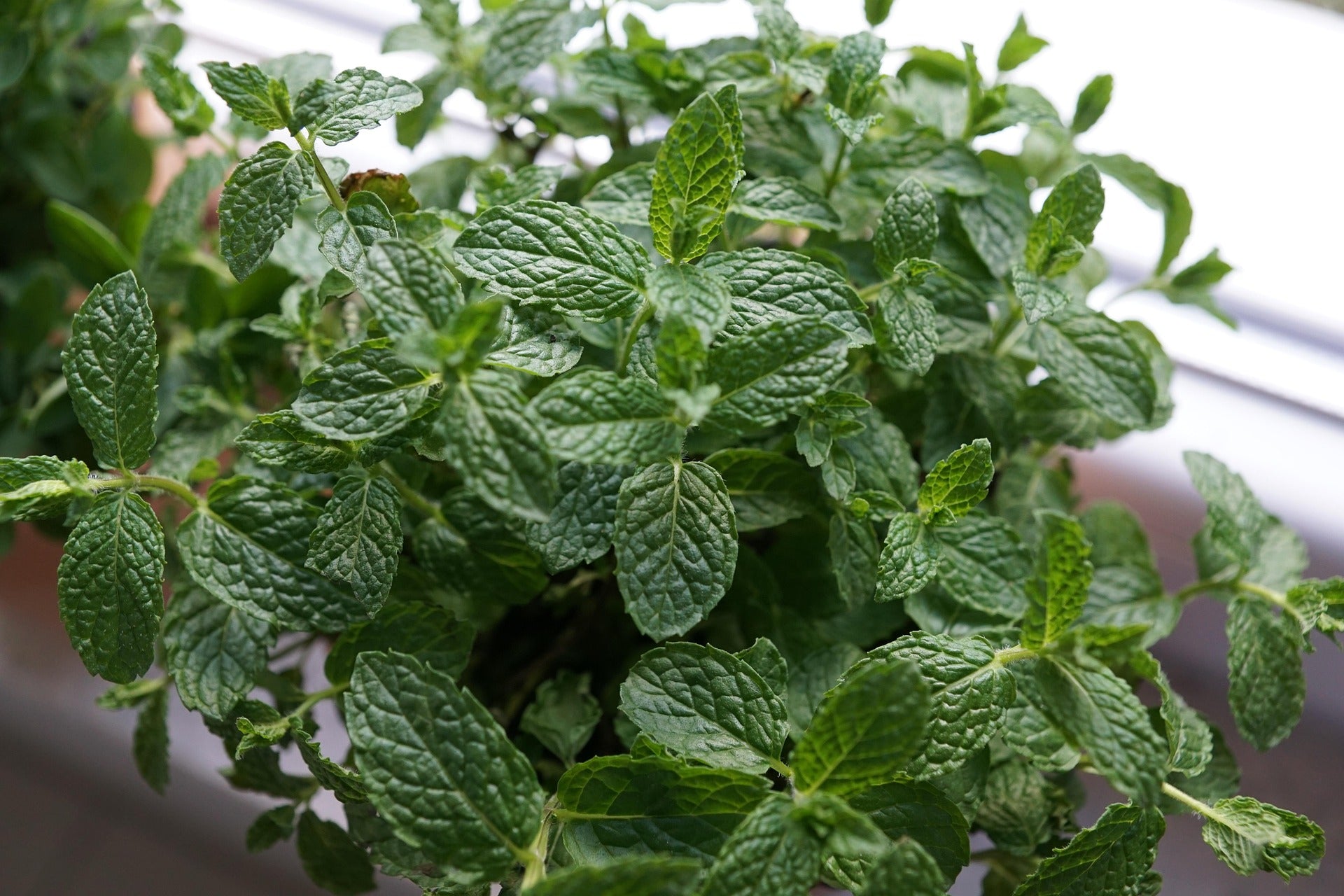 Peppermint