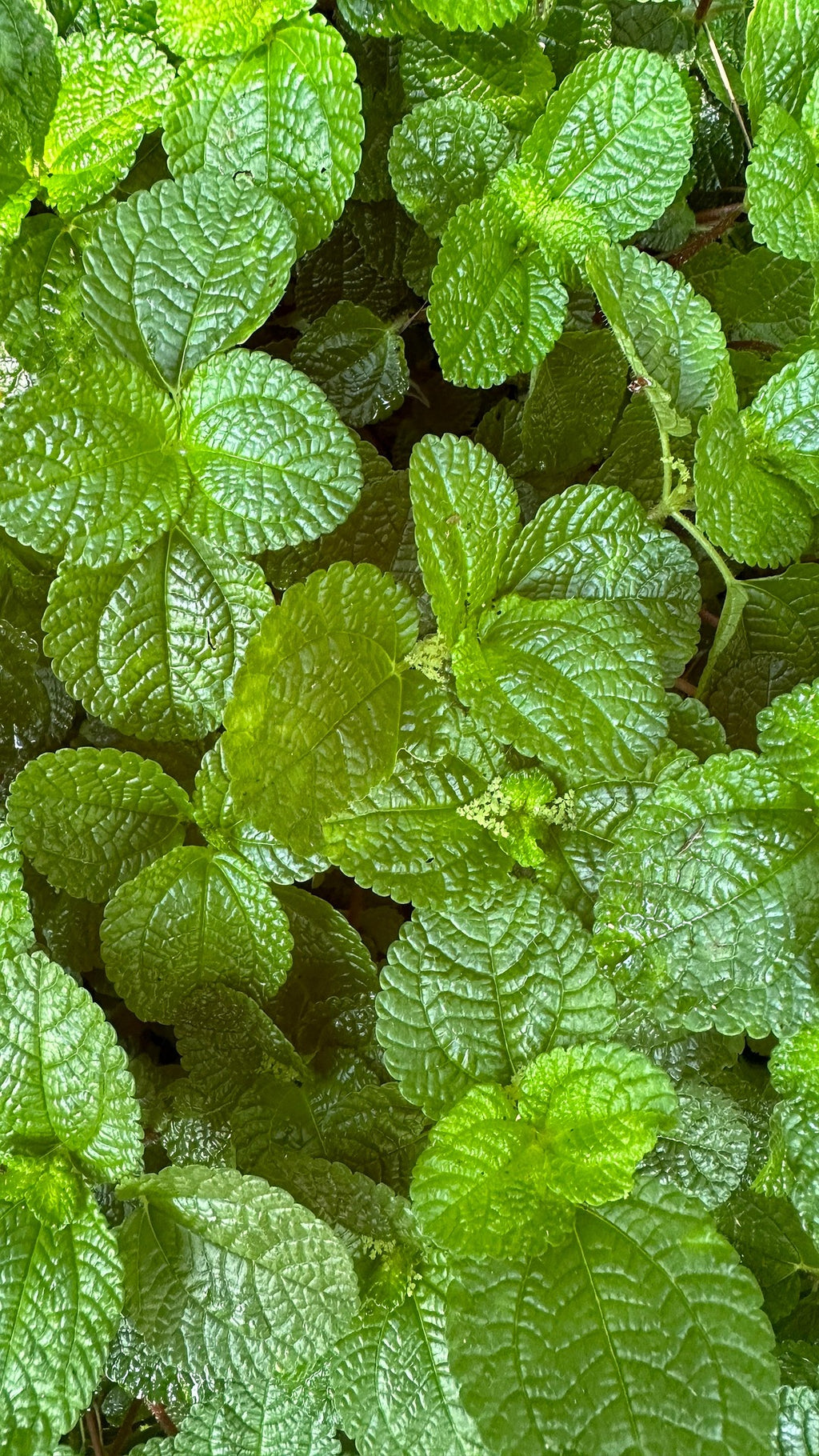 Peppermint