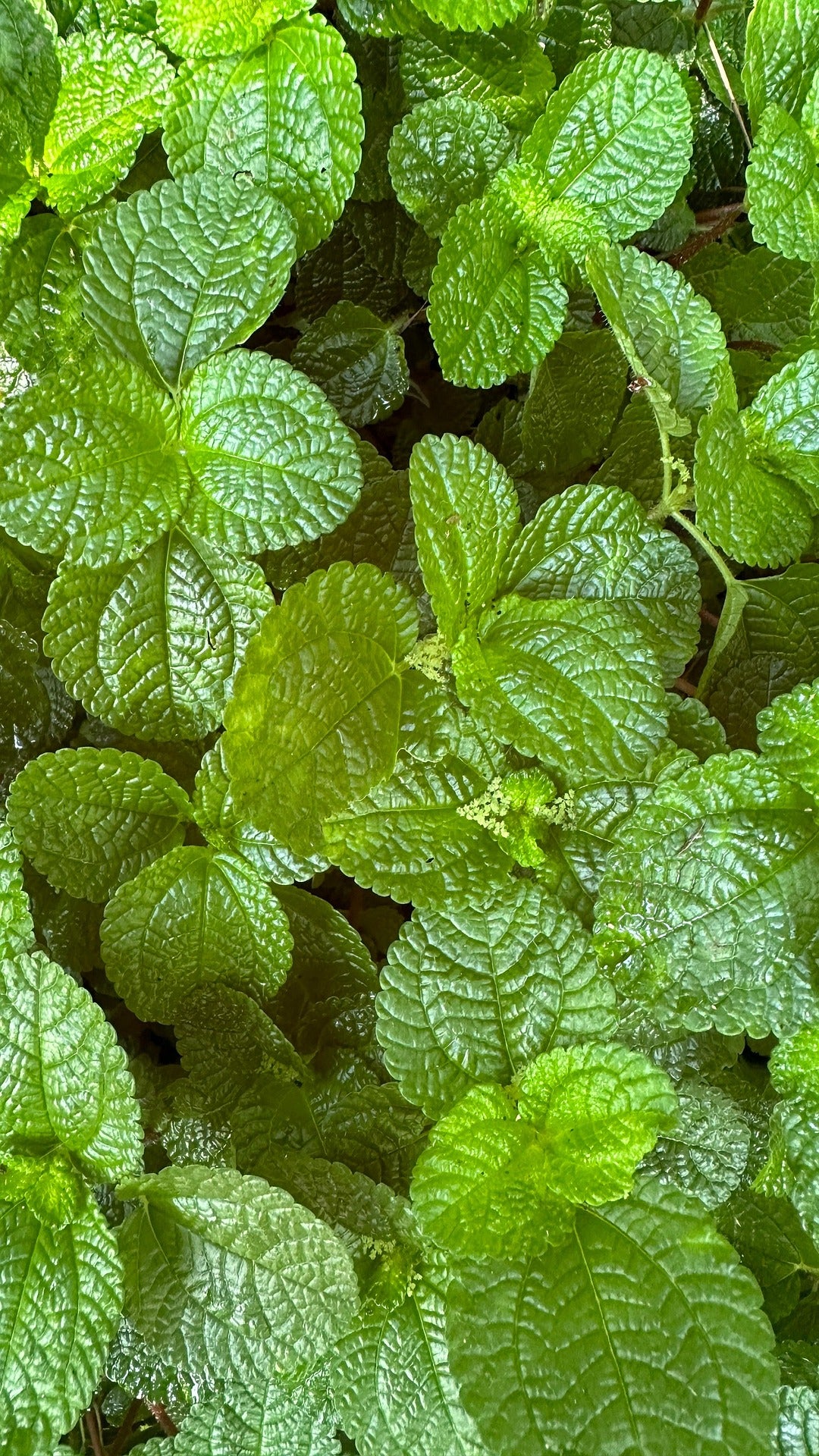 Peppermint