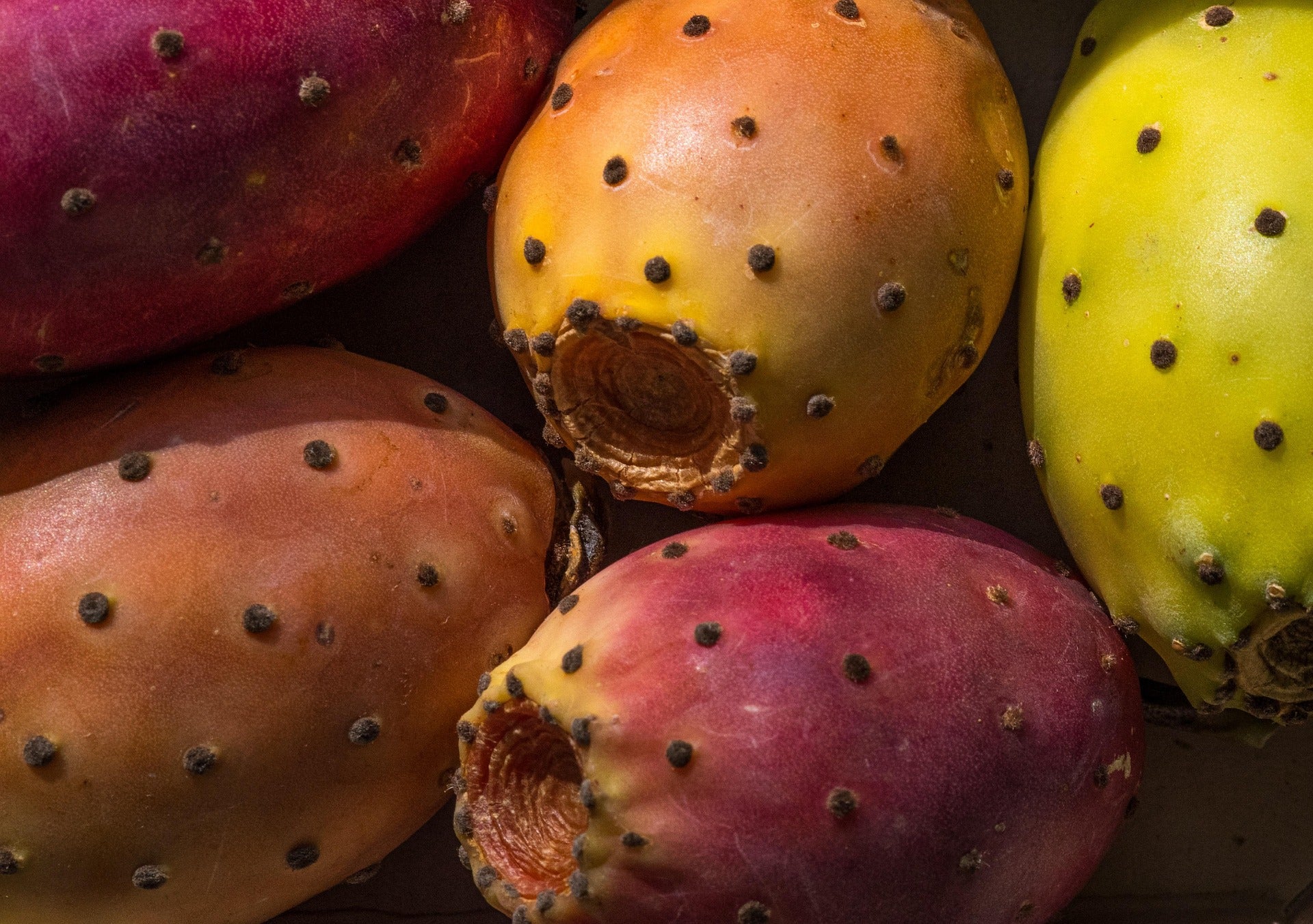 Close-up of several prickly pear cacti fruits with dark spines, showing red, orange, and yellow tones on a dark background.