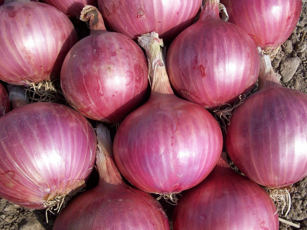 Close-up of red onions with a blurred background
