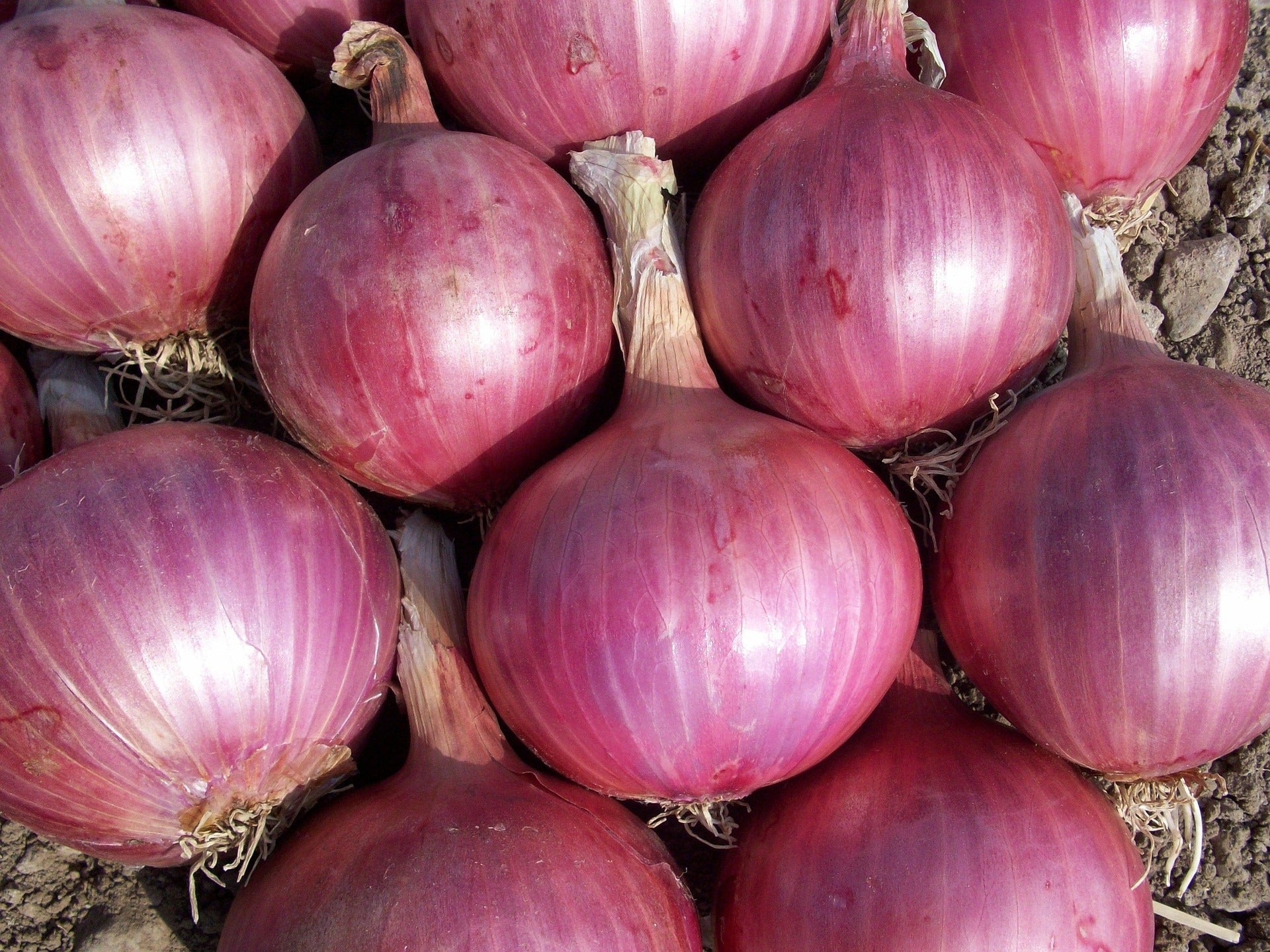 Close-up of red onions with a blurred background