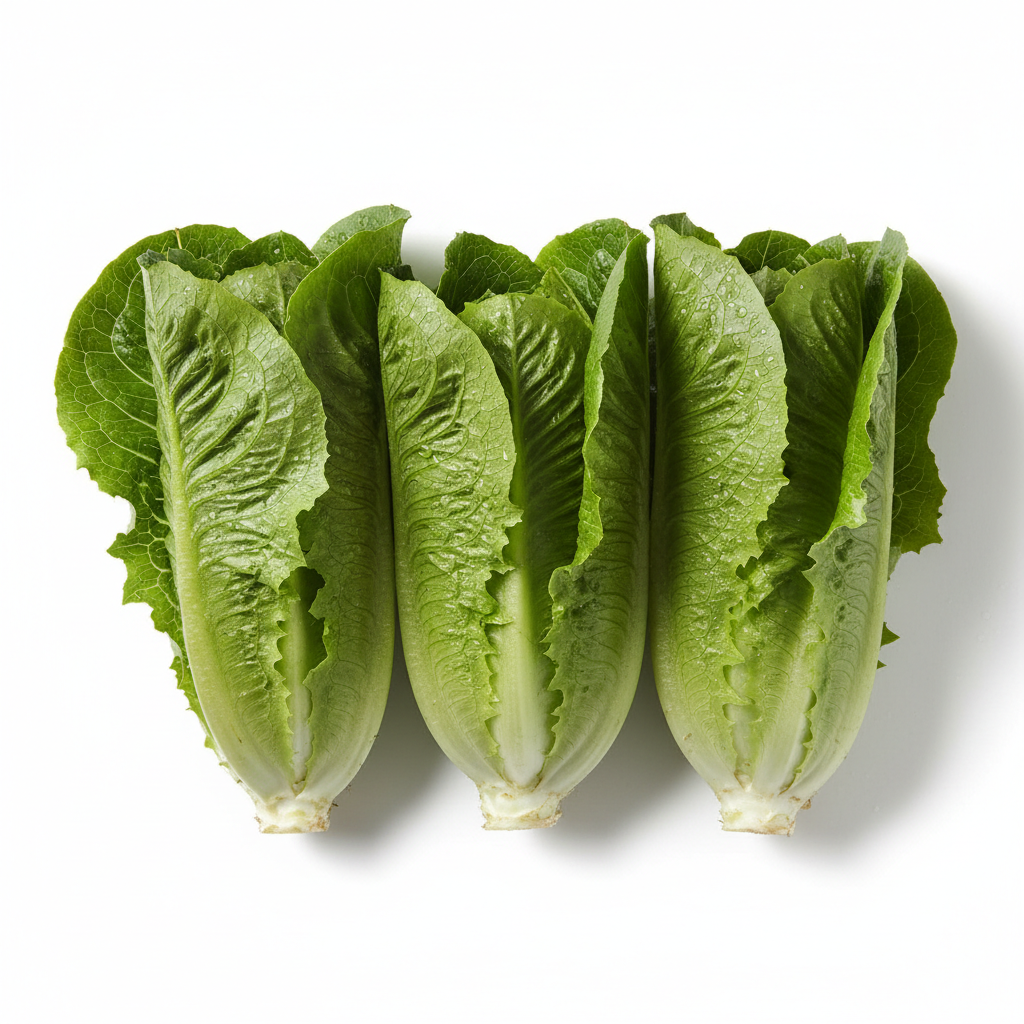 Four heads of green romaine lettuce arranged side by side on a clean white background.