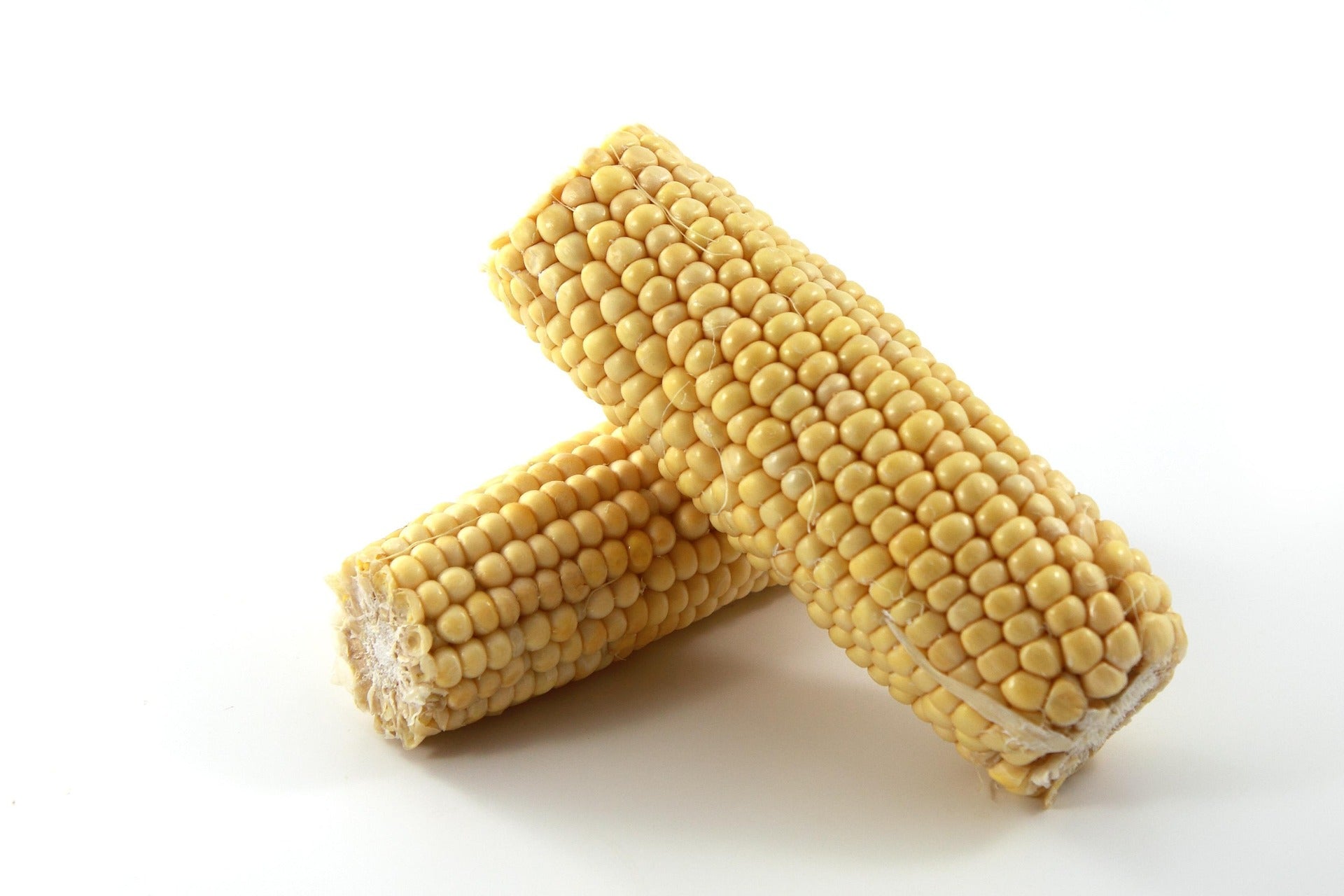 sweetcorn cobs on white background