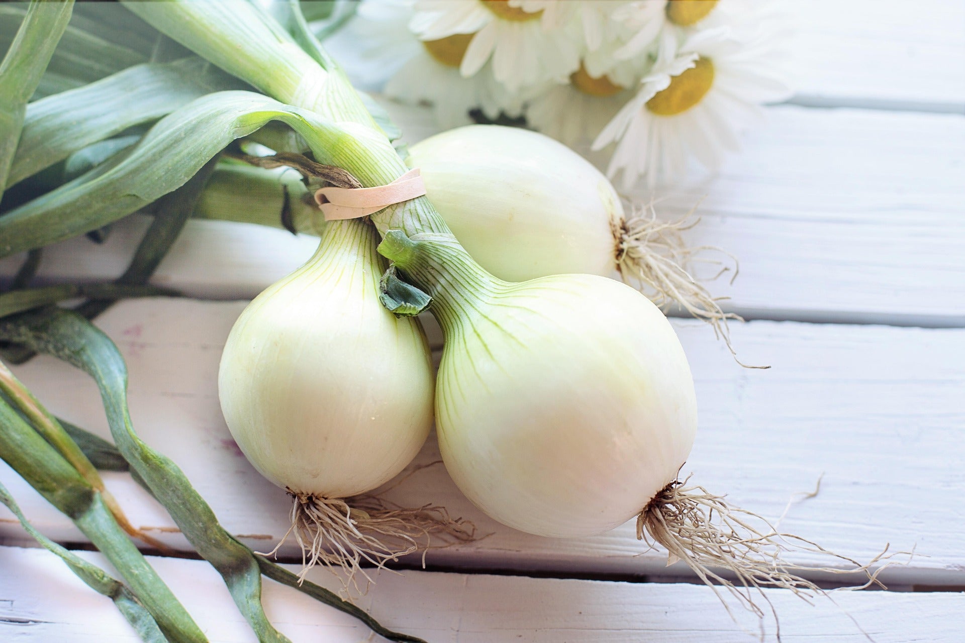 Large Spring Onion