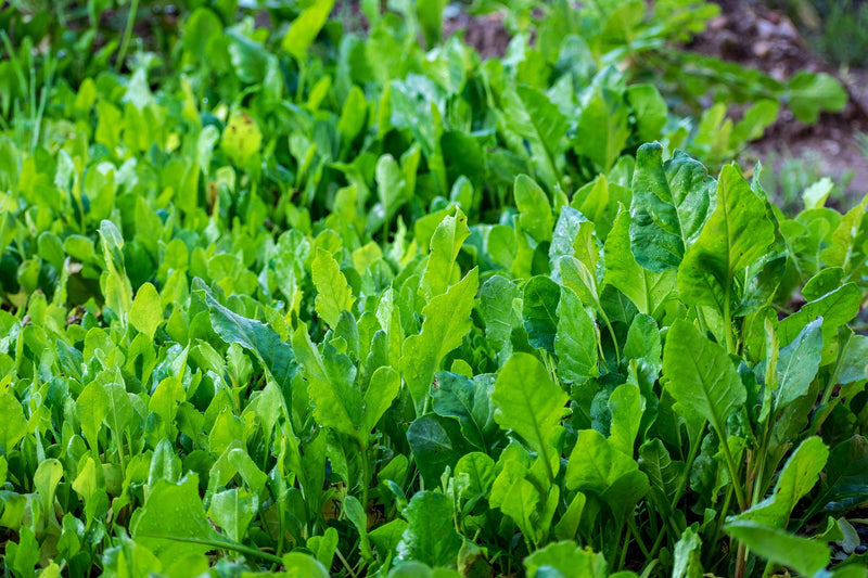 Herbs